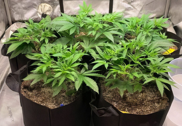 Активный рост конопли на 5 неделе