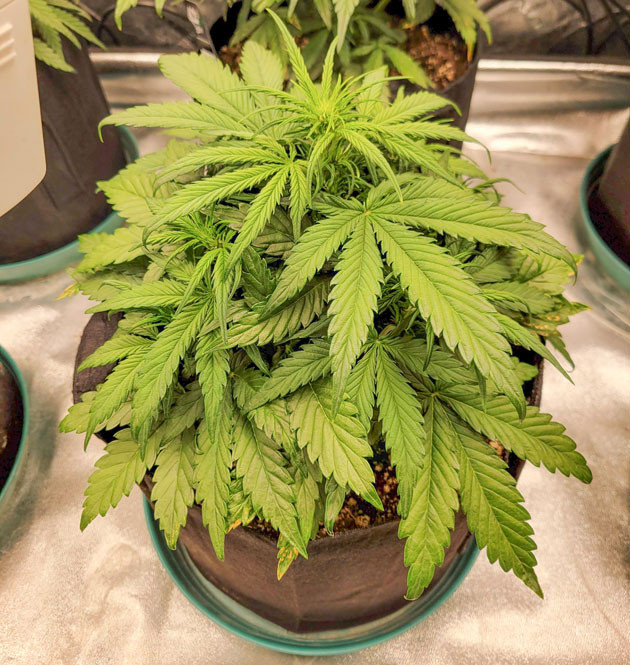 Стимуляция цветения сорта Ztrawberriez Auto