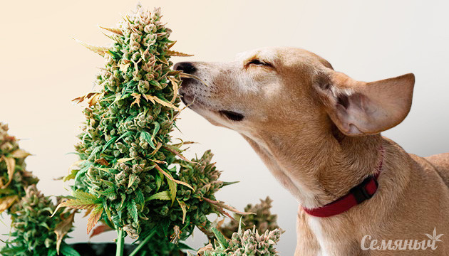 Запах конопли