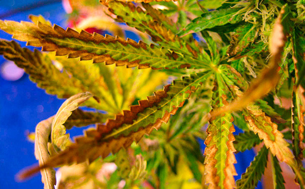 Симптомы нехватки цинка у каннабиса Симптомы дефицита цинка у марихуаны