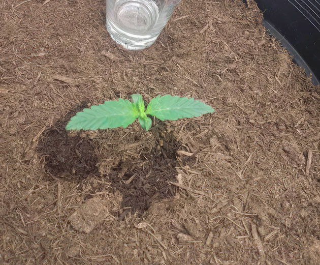 Росток сорта Godzilla Cookies Auto