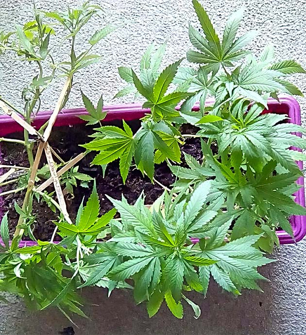 Eleven Roses: подготовка к формированию соцветий