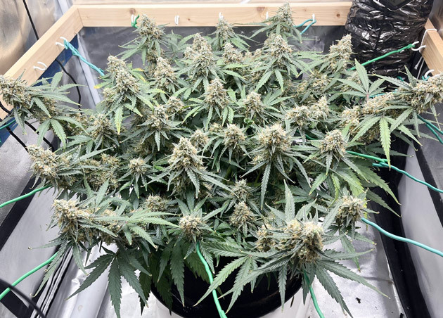 Titan F1 Auto в конце цветения