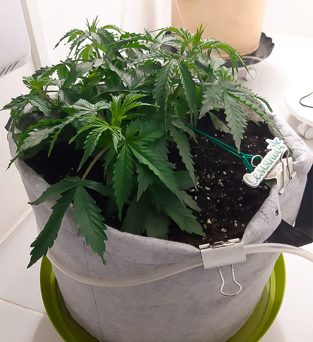 Растяжка веток Bruce Banner Auto