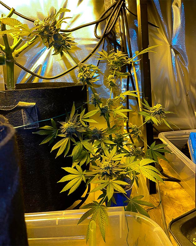 Разветвленный куст в стакане