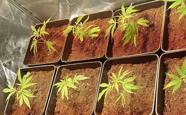 Высаженные в субстрат клоны