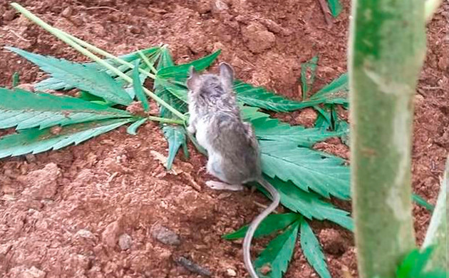 Мышка с листьями конопли