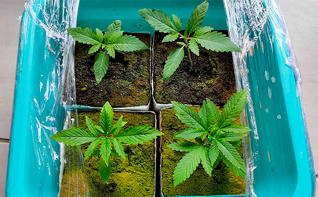 Неделя 1: проращивание проращивание на первой неделе