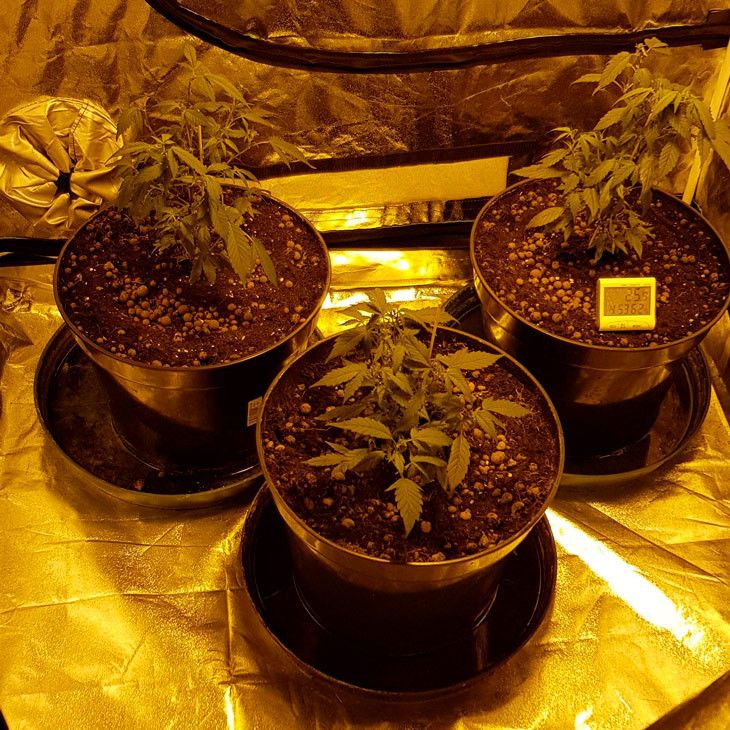 Кусты LSD после дефолиации