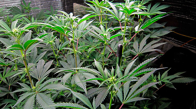 Стимуляция цветения сорта DDoS #33 Начало цветения DDoS #33