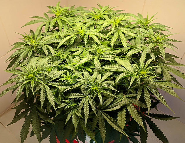 Перевод на цветение куста Johnny Cage Auto