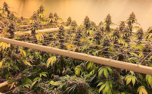 Использование тренировок для конопли