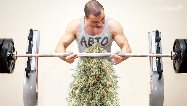 Тренировка автоцветущего сорта