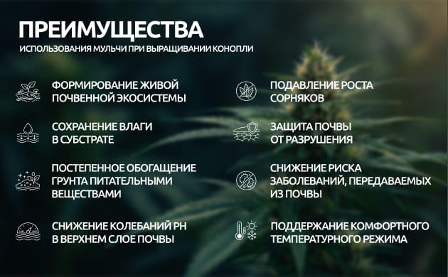 Преимущества мульчи