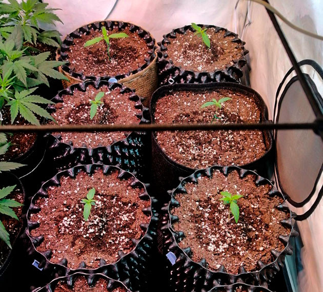 Индорное выращивание сорта Original Auto Skunk Растение Original Auto Skunk на 2 неделе выращивания