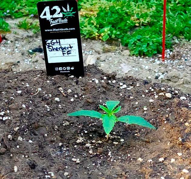 Ранняя пересадка конопли в аутдор с микоризой Пересадка саженца конопли в подготовленную лунку