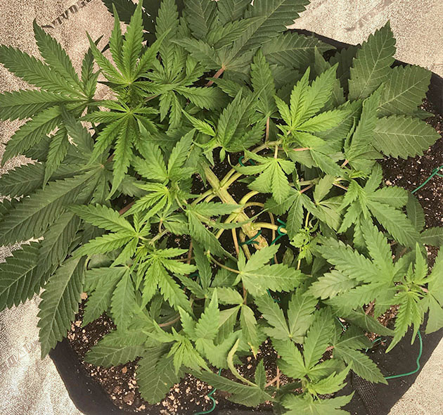 Подгибание ветвей конопли