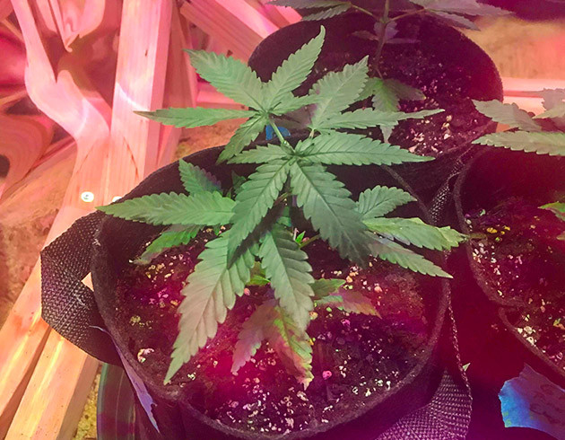 Обрезка верхушки куста конопли