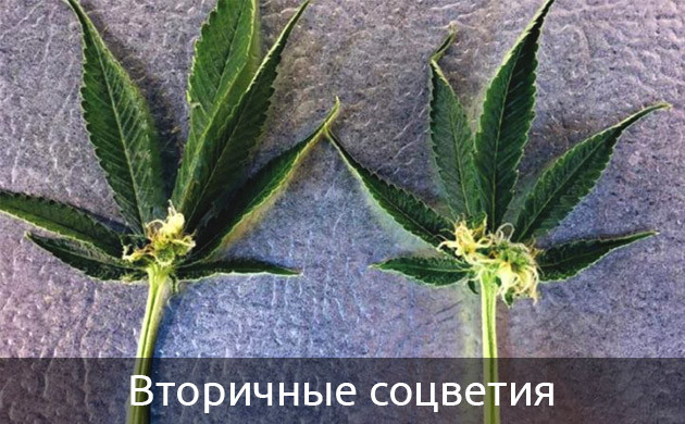 Небольшие шишки у основания листа конопли