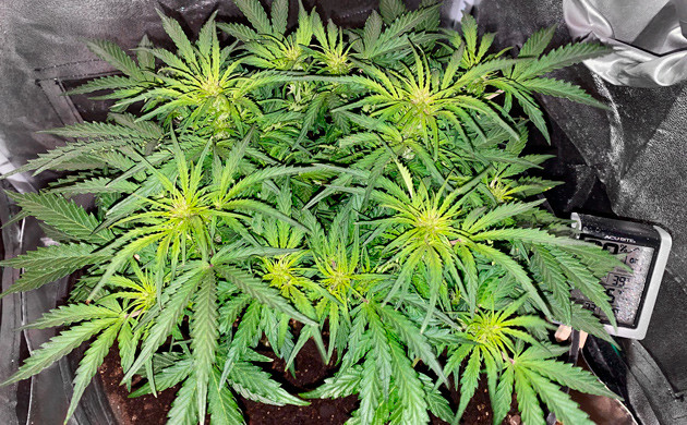 Стадия цветения Начало цветения на 6 неделе выращивания