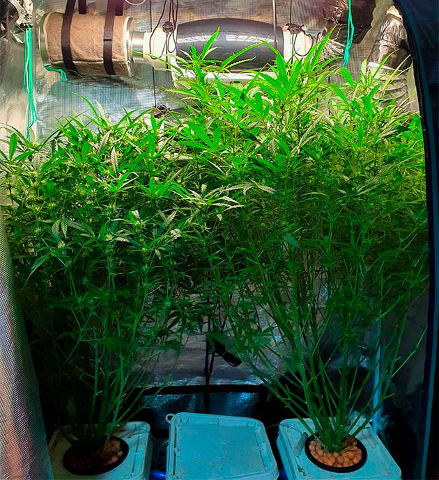 Дефолиация нижней листвы Обрезка нижних листьев куста