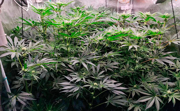 Подготовка куста Biscotti Mintz к цветению