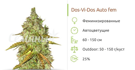 Dos-Vi-Dos Auto от сидбанка Семяныч