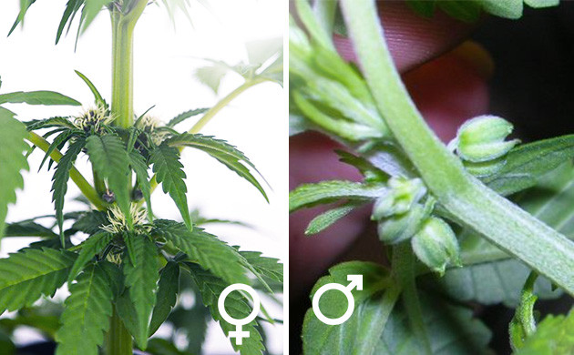 Отличие мужского и женского соцветия конопли Формирование женских и мужских соцветий