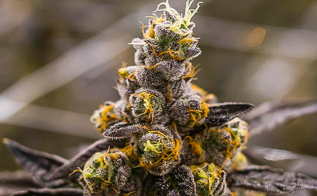 Особенности эффекта Cherry Pie