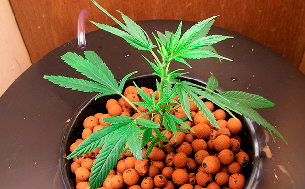 Керамзит в качестве инертного субстрата