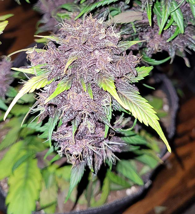 Развитие шишек Purple Lemonade Auto на 10ой неделе Созревание сорта Purple Lemonade Auto