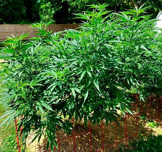 Активный рост и полив каннабиса Конопля на 12 неделе роста