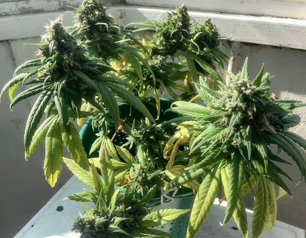 Куст Kali Mist Auto от сидбанка Семяныч на 14-15 неделе