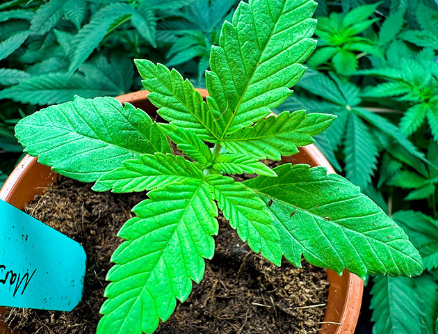 Развитие конопли Росток Marshmallow OG от Compound Genetics на 2 неделе выращивания