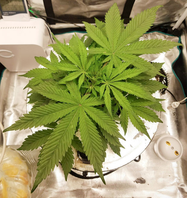 Победа над насекомыми Bruce Banner Auto