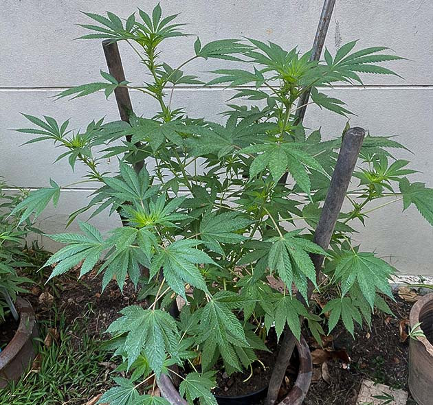 выращивание сорта конопли Голоса