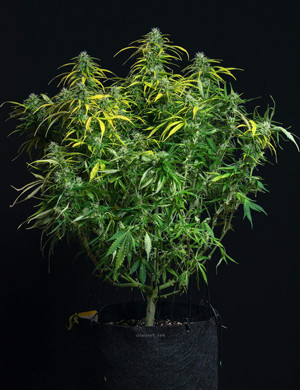 На 10 неделе куст Lemon AK начал наращивать массу соцветий Куст Lemon AK на десятой неделе выращивания