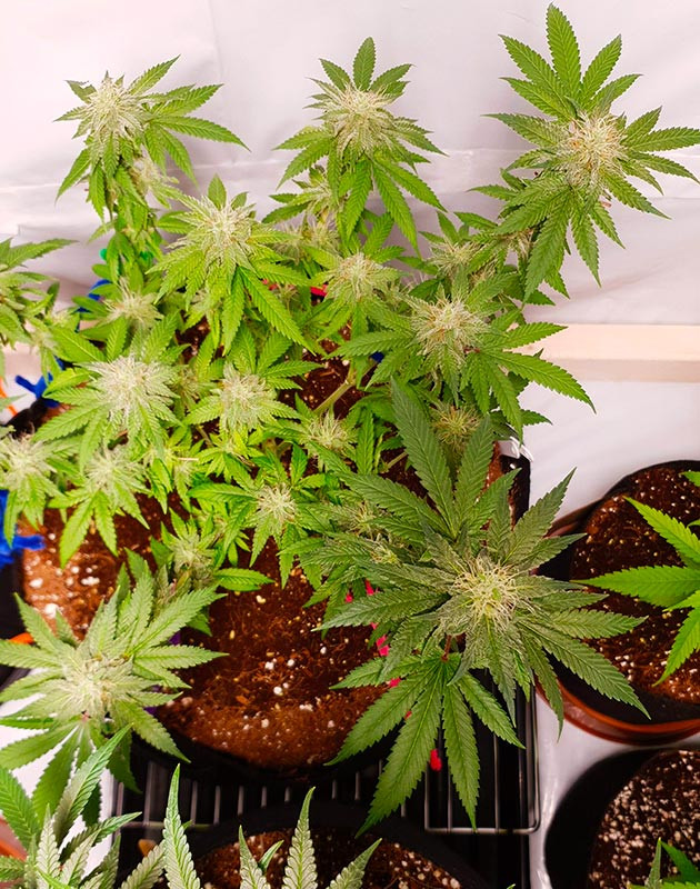 Появление сильного аромата в боксе Формирование множества бутонов на растении марихуаны