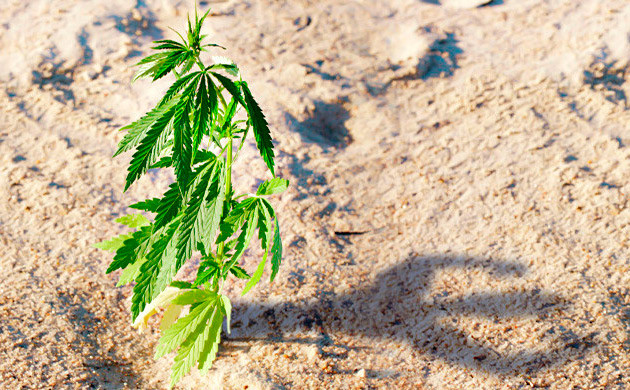 Выносливость авто сортов Устойчивость автоцветущих сортов