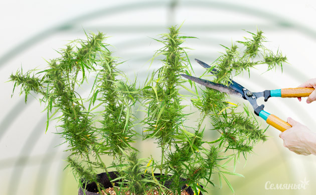 Формирование кроны каннабиса