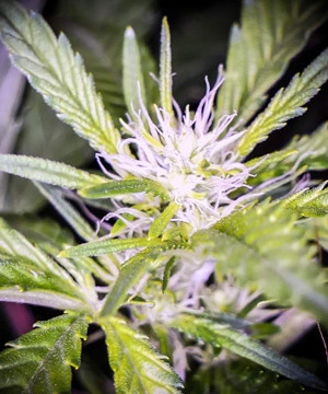 Вторая неделя стадии цветения