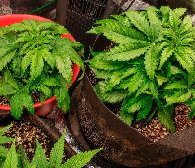 Кусты Northern Lights 10 of 10 на стадии вегетации