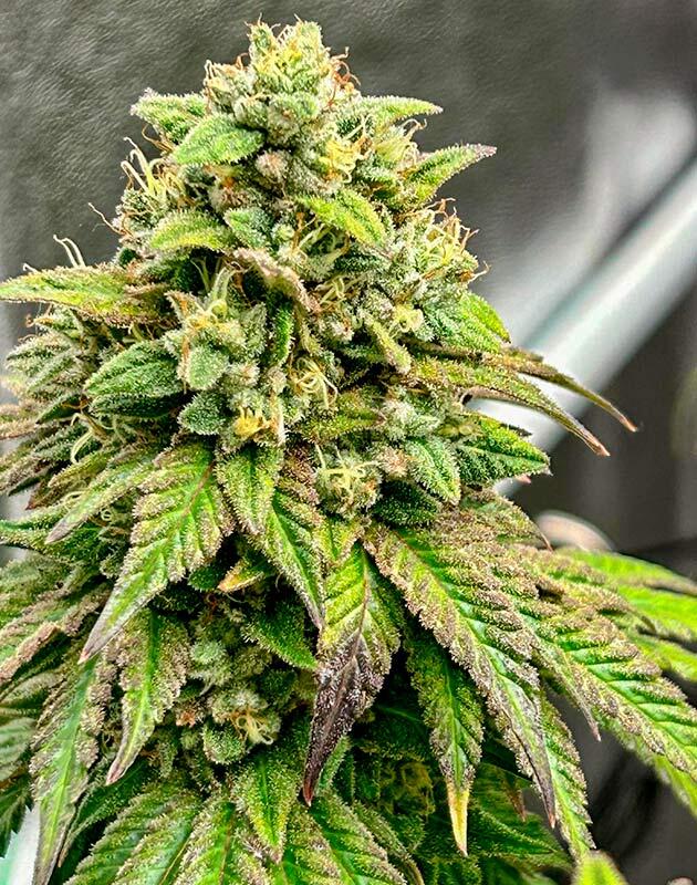 Финальная подготовка конопли к сбору урожая