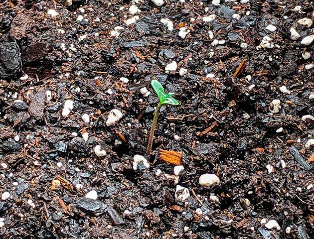 Росток сорта Jack Herer