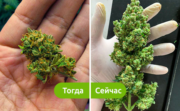 Урожайность первых и нынешних автоцветов