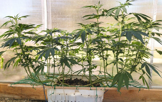 Каннабис перед переходом на цветение Зрелый куст каннабиса с семипалыми листьями