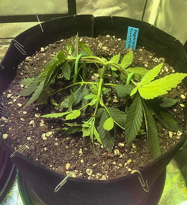 Sapphire OG: переход в большой горшок