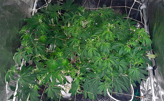 Стимуляция роста куста Jack 47