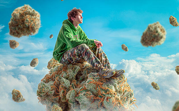 Mimosa – легендарный сорт с фруктовым вкусом и цитрусовым ароматом