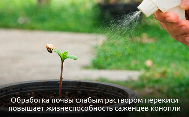 Активный рост корней проростков каннабиса